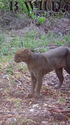 Onza Animal: Sonidos y Características en México