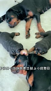 It’s still a bit unreliable for a stepmother to take care of a baby 😂😅 #Dog #dogfunny #yituo | Dog Yi Tuo