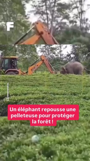 🐘🚜 Un éléphant face à une pelleteuse : la vérité derrière la vidéo virale ! Une vidéo devenue très populaire montre un éléphant repoussant une pelleteuse en plein milieu d'une plantation en Assam, en Inde. À première vue, la scène laisse penser à un acte héroïque d'un animal luttant pacifiquement pour protéger la forêt et refuser la destruction de son habitat. En réalité, s'il est difficile de connaître ses intentions exactes, l'éléphant a surtout perçu l'engin comme un intrus ou une menace di