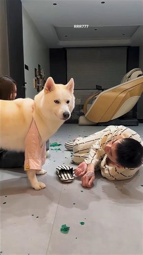 dog and man prank video 🤣 #funny #funnyvideo