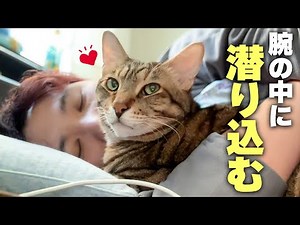 It was so cute to see a cat crawl into the arms of its sleeping owner and become his body pillow...