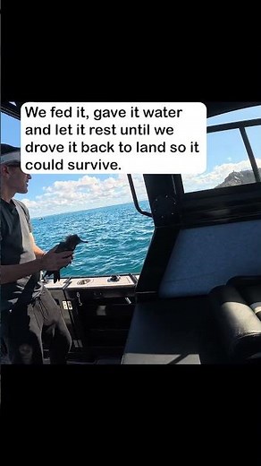 We saved a bird miles out to sea...