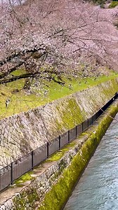 65K views · 718 reactions | Enjoy a scenic cruise down Lake Biwa...