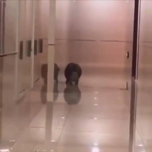 Bonzi Buddy’s ｅｘｐａｎｄｅｄMemeware.exe on Reels