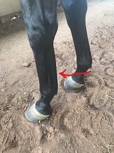 Is Your Horse Lame? How To Spot The Symptoms