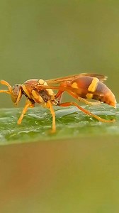 Paper wasp frequently move or pulsate their abdomen, they breathe through tiny holes called spiracles along their abdomen #wasp #insects | Ric Sarsagat