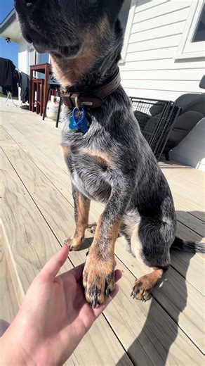 How to Trim a Blue Heeler's Nails Successfully