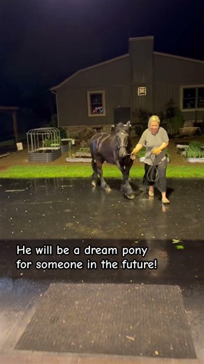 Fell Pony prospect! #horse #farmlife