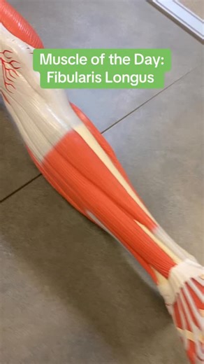 Professor Klein Anatomy on Instagram: "Muscle of the Day: Fibularis Longus"