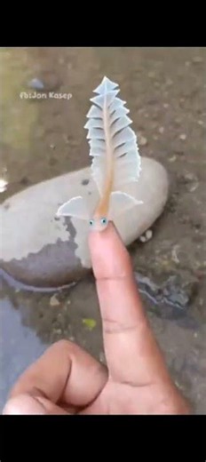 what is the name of the beautiful creature ?@heritage facts
