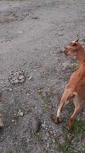 88K views · 2.4K reactions | Translate ko lng sa alien language, ang ibig ko pong sabihin inabutan kami ng pag ulan ng nyebe ng mga alaga kong reindeer. pasilong muna saglit bago mag patuloy sa pag pastol. PS. narito padin ako sa bundok ng goryeo  | Bini Rath | Facebook