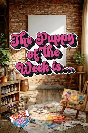 Meet the Puppy of the Week! Puppy in my Pocket