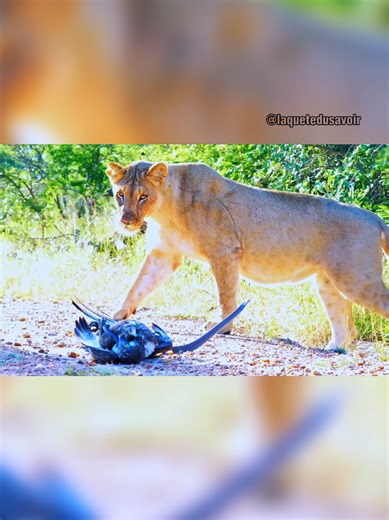 Daniel l'aigle, Kobe le mamba noir, Simba le lion et sa bande de zgegs 💀 #animaux #animal #nature #documentaire #humour Voici 3 faits incroyables sur chacun de ces trois prédateurs africains emblématiques ! ⤵️ 🦅 L'Aigle Martial : - Une vue surhumaine : L'aigle martial possède une acuité visuelle 3 à 3,6 fois supérieure à celle d'un humain, avec des yeux presque aussi grands que les nôtres malgré une tête bien plus petite. Cela lui permet de repérer une proie à 5 ou 6 km de distance. - Une forc