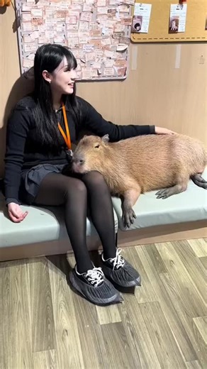 Celebrate the New Year with Capybaras and Joy