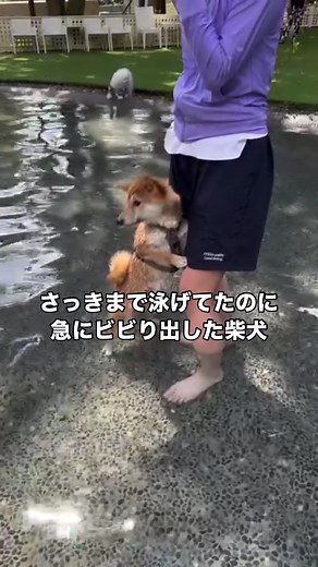 溺れかけ柴犬、飼い主にしがみつく
