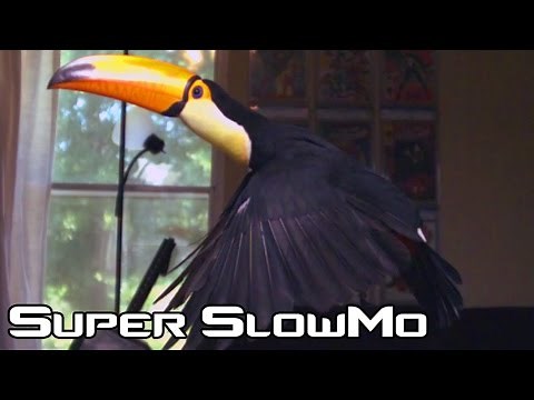 Toucan flying in Super Slow Motion!