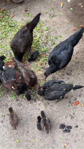 Red, Green & Yellow Foods for Chickens | Does Color Affect Growth? #natukodifarming #natukodi