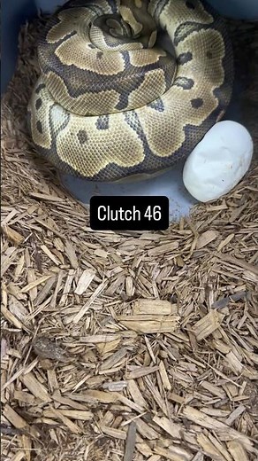🥚 Ball Python Just Laid a BEAUTIFUL Clutch! #46