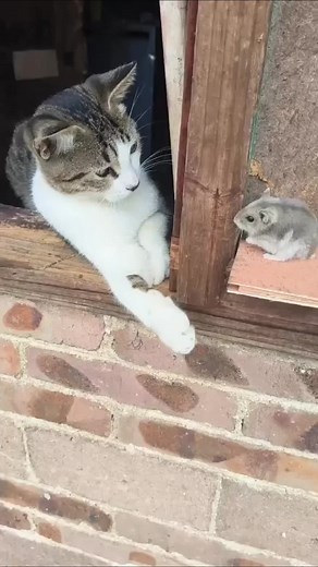 You can only act, can't we? 🤭😁 compilations animals videos Dogs and Monkey #catlife #catlover #viral & #dog #cat #animals #funnyvideos #animal #monkey #love Funny animal videos / Funny cats / Funny dogs / Funny animals ⚠️ All copyrights belong to their legal owners! If you are the author of a fragment from the issue and its distribution infringes upon your copyright, please contact me. We will remove the clip, video or come to an agreement. Thank you! 🙏