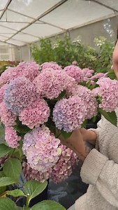 In the Hydrangea House this morning thinking about how and where we can make room for more hydrangeas on the farm! 😆 | Little Lyndoch Flower Farm