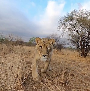 As we continue with our worldwide lockdown, day 4827, we thought it would be nice to have something to smile about...and what could make us smile more than watching these beautiful beasties play?! We hope you are keeping well, staying safe, and most of all, enjoying this little break from the outside world. #wildlifewednesday #lionsplay #lionwhisperer #kevinrichardson | Kevin Richardson