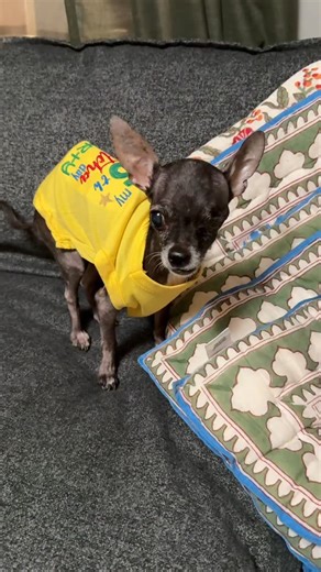 MortyTheMisfit feat. the mother Danielle Ruffino | And just before midnight, we celebrate this perfect little soul, on his 5th Gotcha Day ❤️🐶 We couldn’t be more grateful for our time with... | Instagram