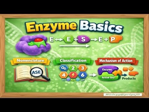 Enzyme Basics | Nomenclature, Classification & Mechanism of Action.