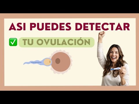 How does menstrual flow change in each phase of the menstrual cycle?