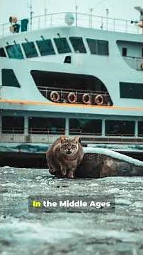 History Of The Domesticated Cat 🐱