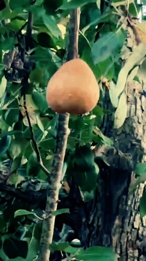 Not many left | Atrocity Krule