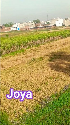 joya green view morning 🌄 today Post new video mp4 2026