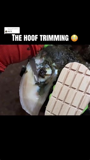 Hoof Trimming Techniques and Challenges