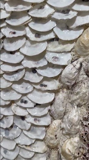 I turn discarded shells into ocean-inspired shell art