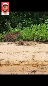 Jaguar Dañgerous And Viçious Attaçk On Capybara | Entertainment Access