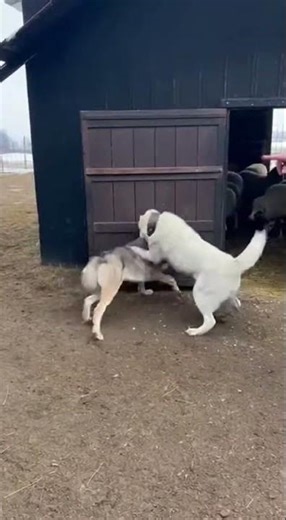 Wolf Caught in the Sheep Pen! 🐺 Instant Protection!