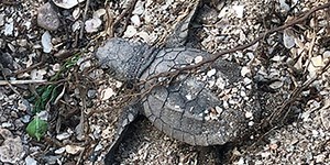 World’s rarest sea turtle lays eggs in unusual place on Texas beach