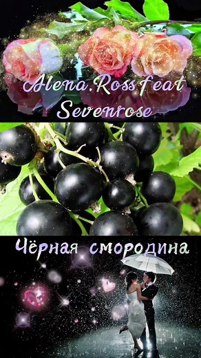 Sevenrose#Alena.Ross@ViktorMogilatov #чернаясмородина#мазыкаолюбви