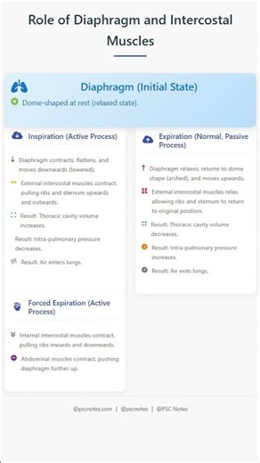 Role of Diaphragm and Intercostal Muscles