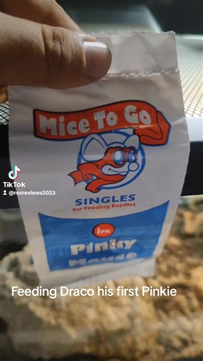 Feeding Draco His First Pinkie: A Bearded Dragon's Meal