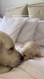 1.9K views · 363 reactions | this is real love❤❤ | Dog lover | Facebook