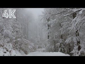 Relax within 10 minutes : 4K | loud snowstorm sounds with howling wind in snow covered forest!
