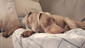 Large dog curled up on a gray sofa with a light blue blanket watches his owner cleaning the living room off frame. Weimaraner's expressive eyes and ears watch his human before jumping up and leaving.