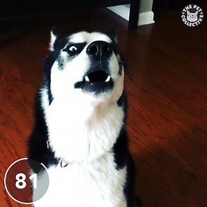 611K views · 22K reactions | How I feel on Mondays  | The Pet Collective | Facebook