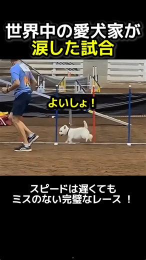 The Legendary Match That Brought Dog Lovers Around the World to Tears