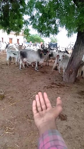 #साईं47 @imransuna47 @janamamad47 @asifmathda78