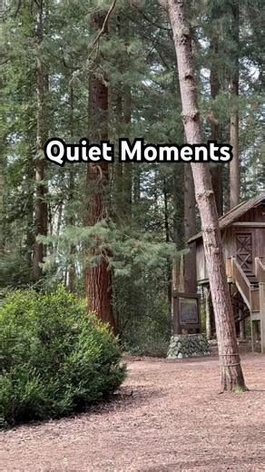 A Quiet Walk in Nature 🌿 Serene Moments