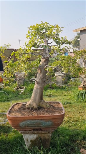 Repotting beautiful Celtis Bonsai Tree.