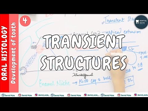 Transient structures seen in stages of tooth development | Dr Paridhi Agrawal