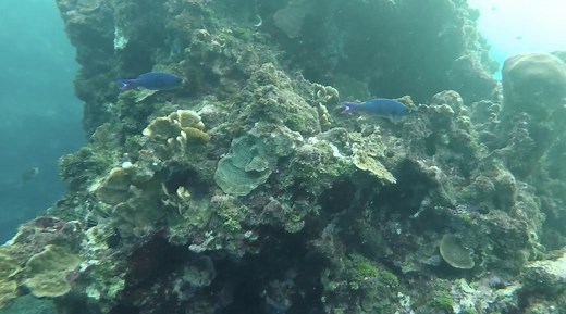 14K views · 93 reactions | Joan Jonas’s “Moving Off the Land II” is...