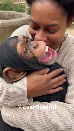 This Chimp Never Stopped Loving His Parents 💗